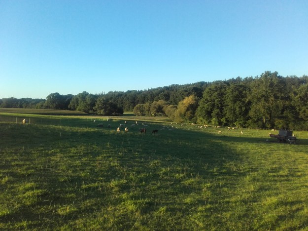 Sommer_Abend_Allgäu