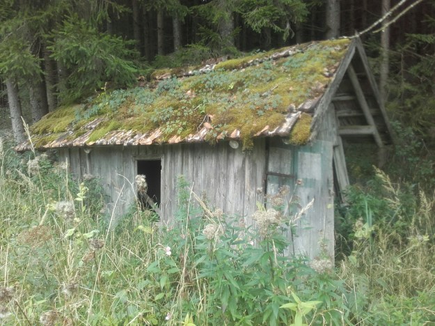 Im Wald Hütte_Wald_Allgäu_Ostallgäu