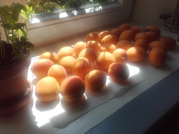Aprikosen_Fenster_Sommer