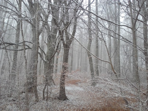Zwiefaltendorf_Riedlingen_Zwiefalten_Winter_Wald