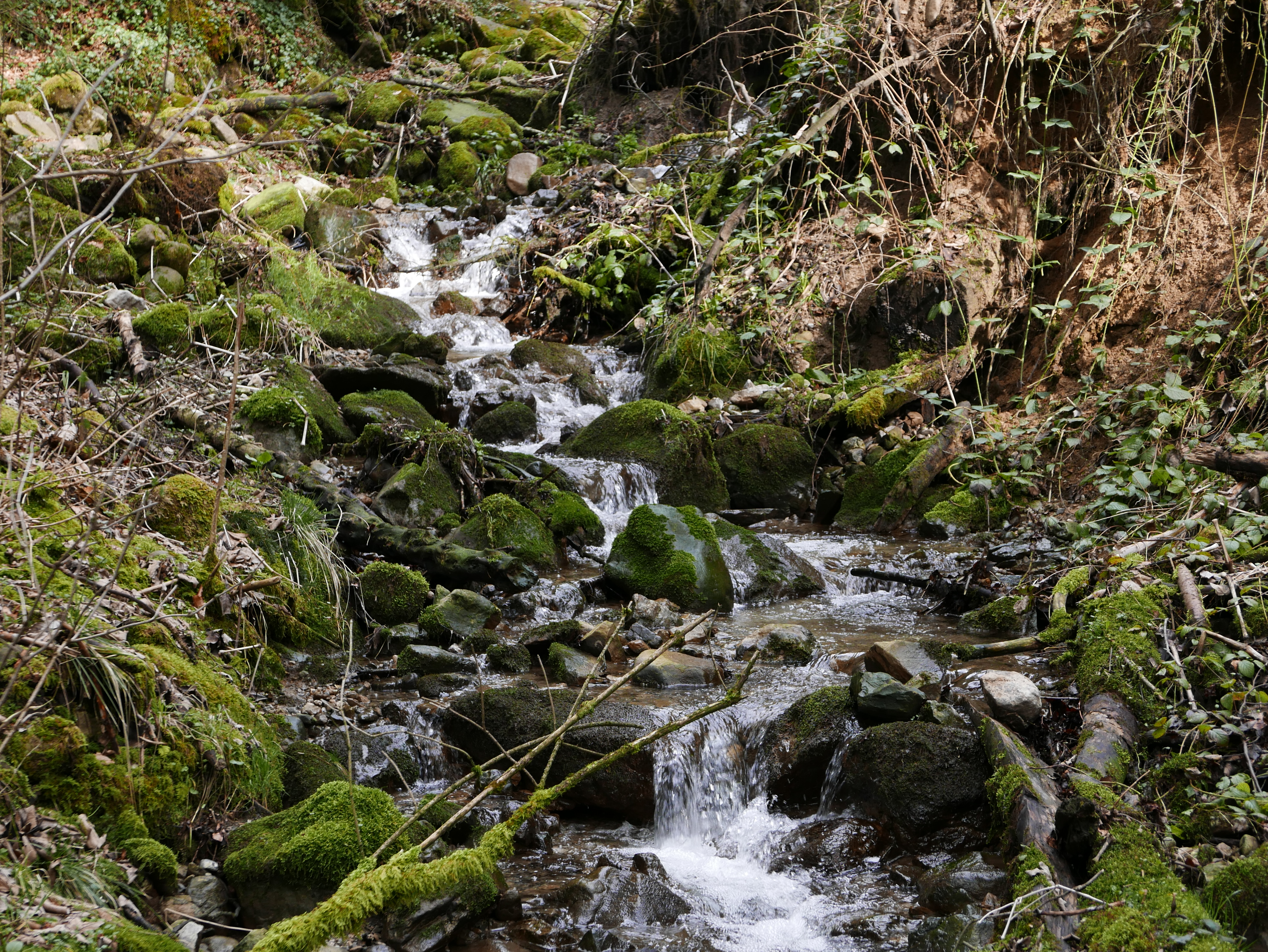 Bach_Hausbach_Allgäu_Westallgäu