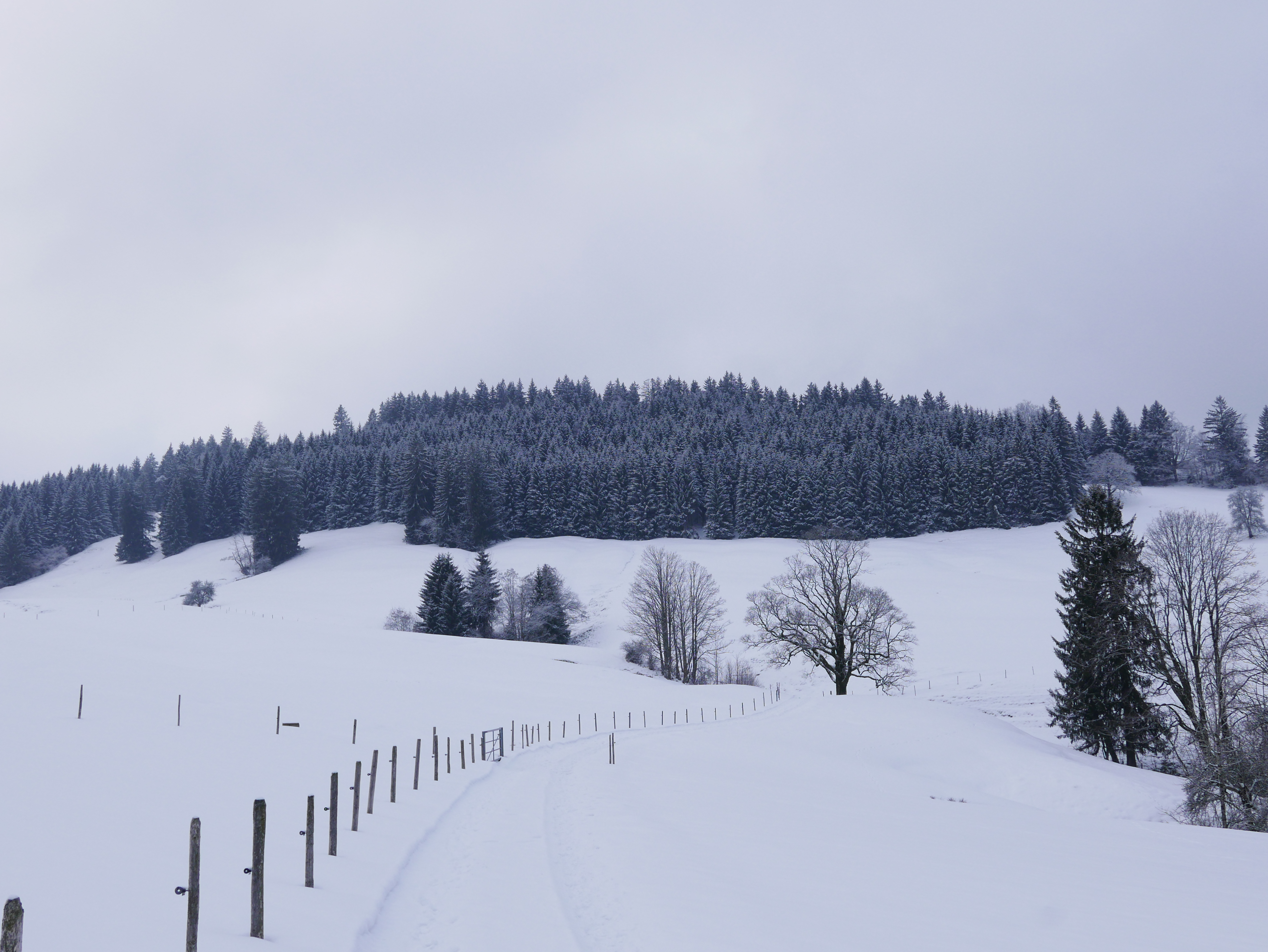 Allgäu_Winter_Westallgäu_Königsalpe_Gschwend