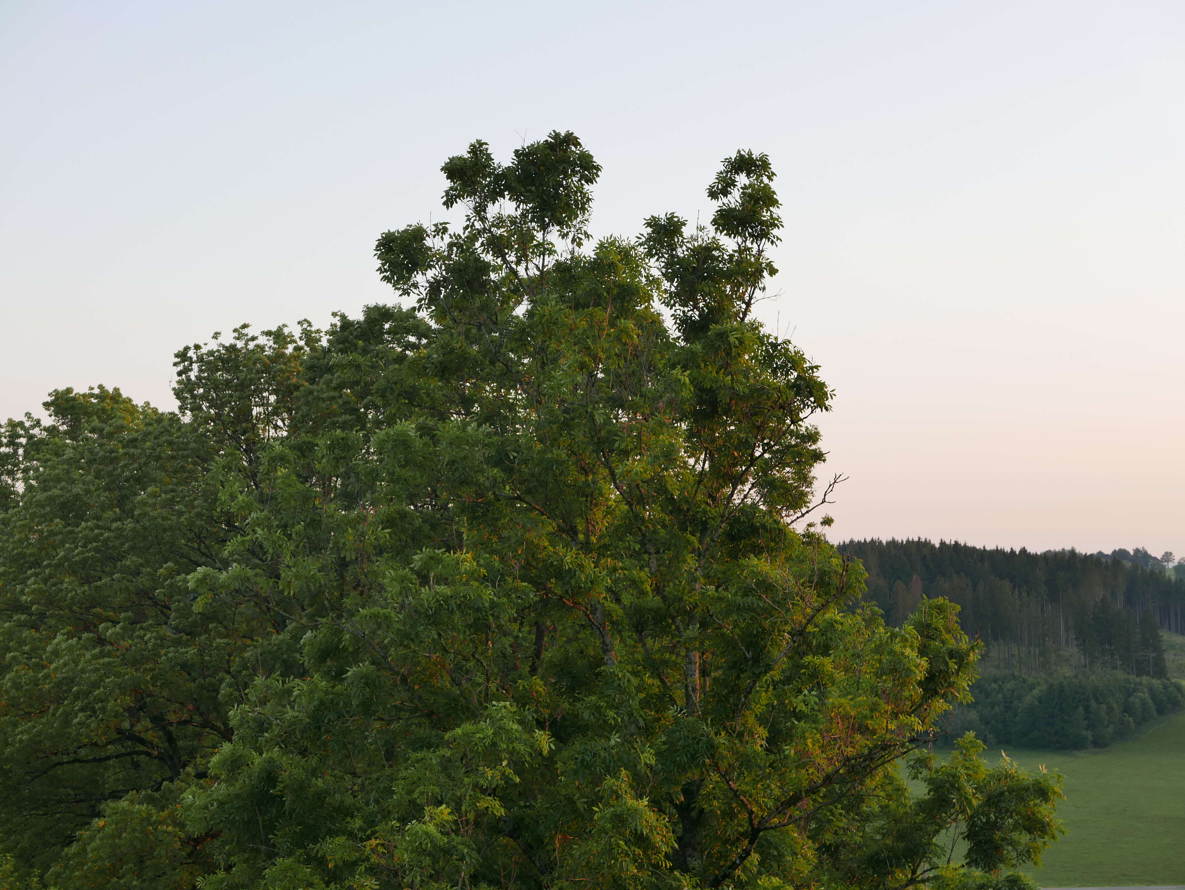 Esche_Sonnenuntergang_Sonne_Allgäu